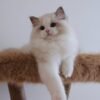 Hugo