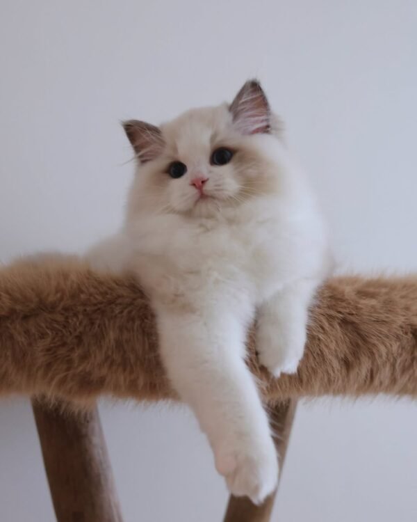Hugo