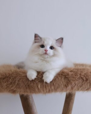 Hugo
