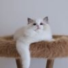 Hugo
