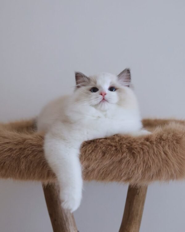 Hugo