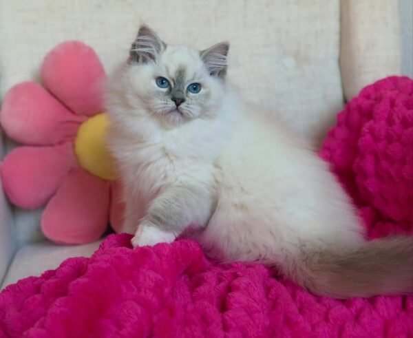 Lala
