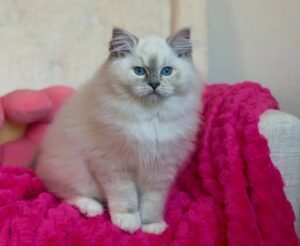 Lala
