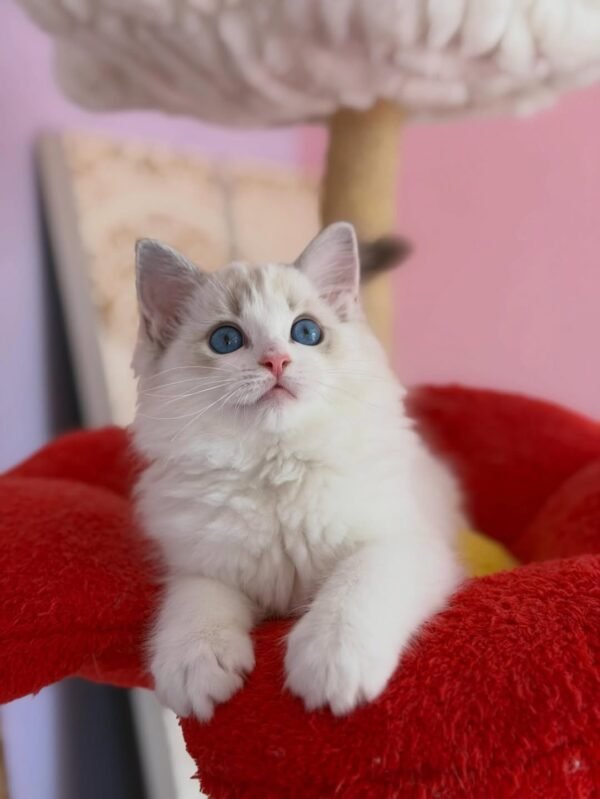 Izzy