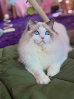 Coco