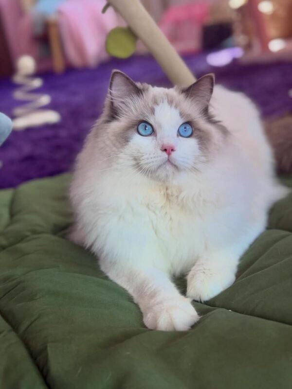 Coco
