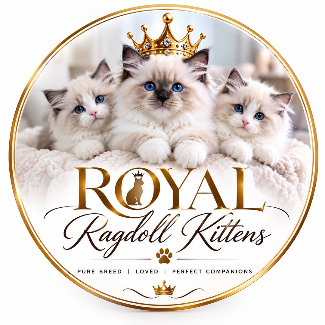 royallragdoll.com
