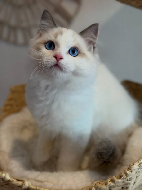 Prince