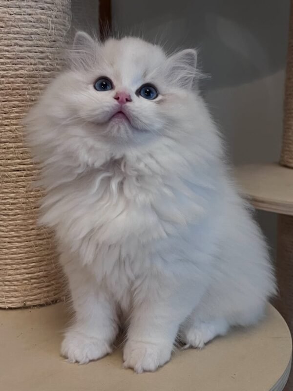 Amini