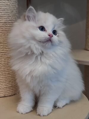 Amini