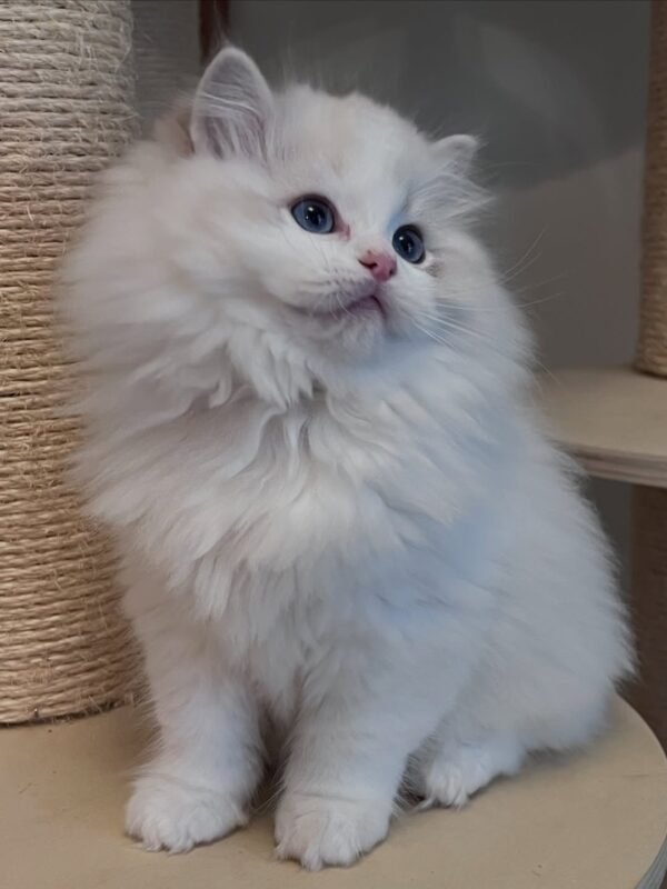 Amini